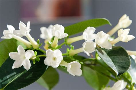 stephanotis growing conditions.